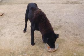 Fundmeldung Hund  Unbekannt Asnières-sur-Nouère Frankreich