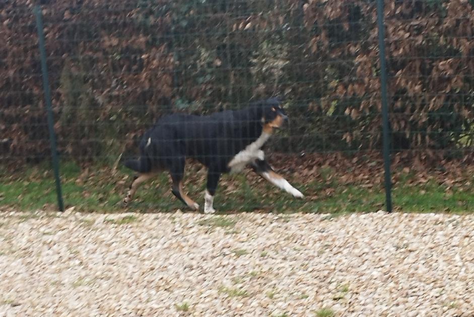 Fundmeldung Hund Unbekannt Rueil-la-Gadelière Frankreich