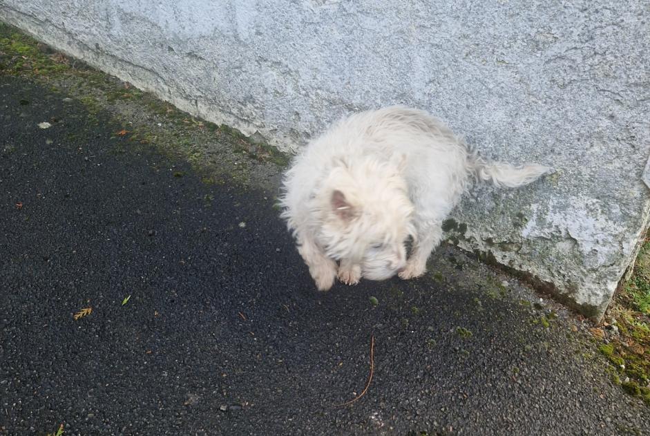 Fundmeldung Hund rassenmischung Männliche Poix-du-Nord Frankreich