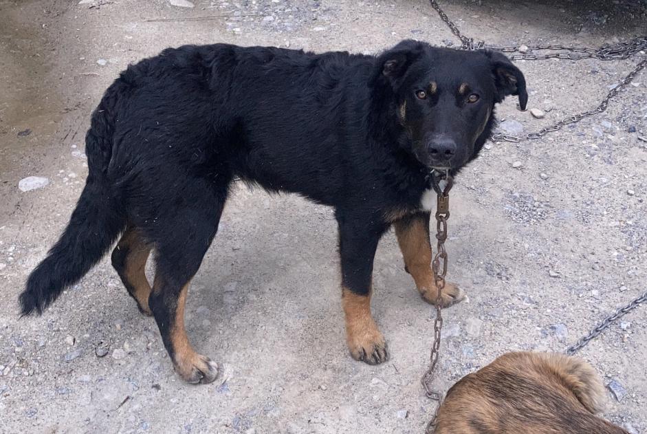 Vermisstmeldung Hund rassenmischung Männliche , 2 jahre Châteauroux-les-Alpes Frankreich