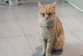 Fundmeldung Katze rassenmischung Unbekannt Ciampino Italien