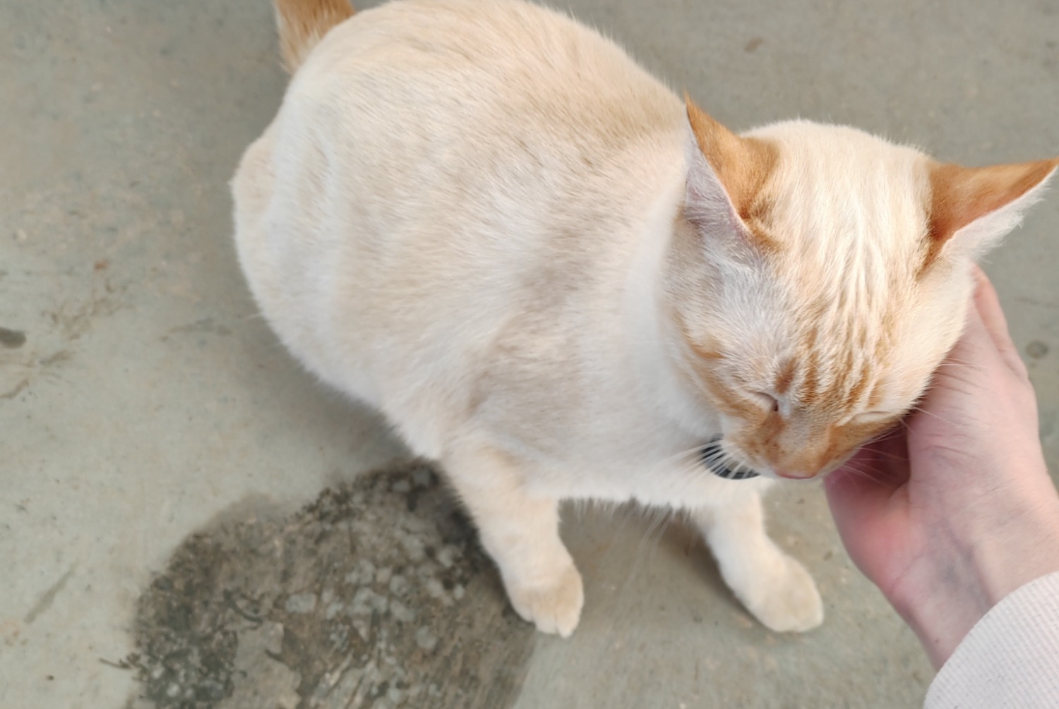 Fundmeldung Katze rassenmischung Männliche , 2025 jahre Millau Frankreich