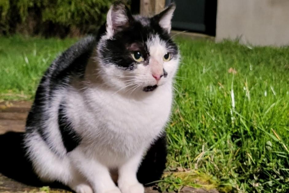 Fundmeldung Katze  Unbekannt Les Landes-Genusson Frankreich