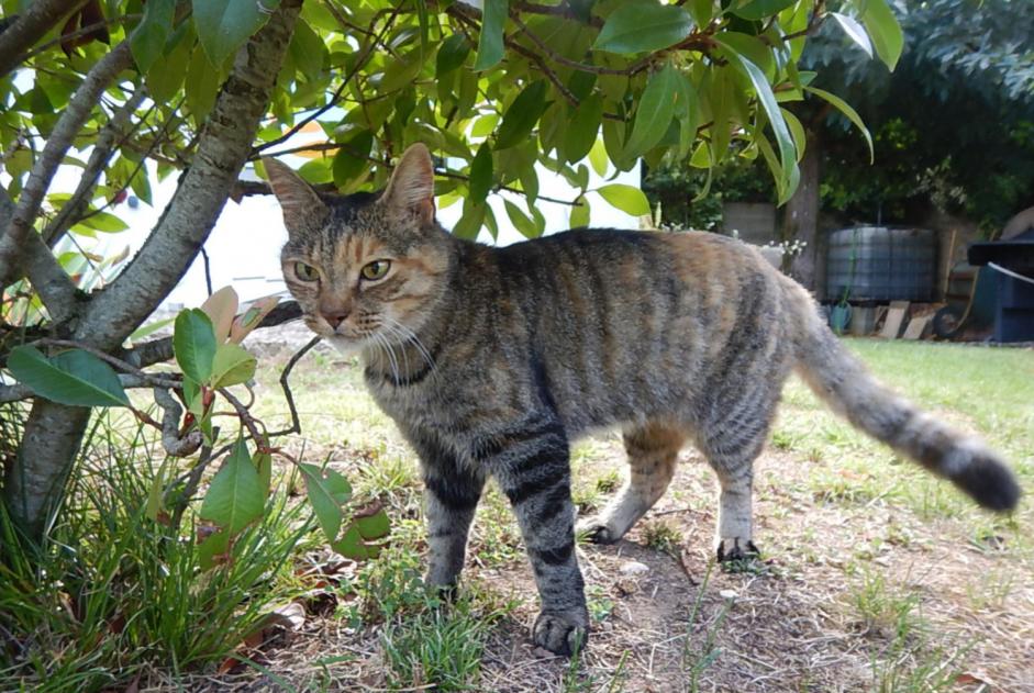 Vermisstmeldung Katze  Weiblich , 17 jahre Lagnieu Frankreich