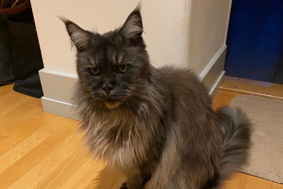 Vermisstmeldung Katze  Weiblich , 16 jahre Genève Schweiz