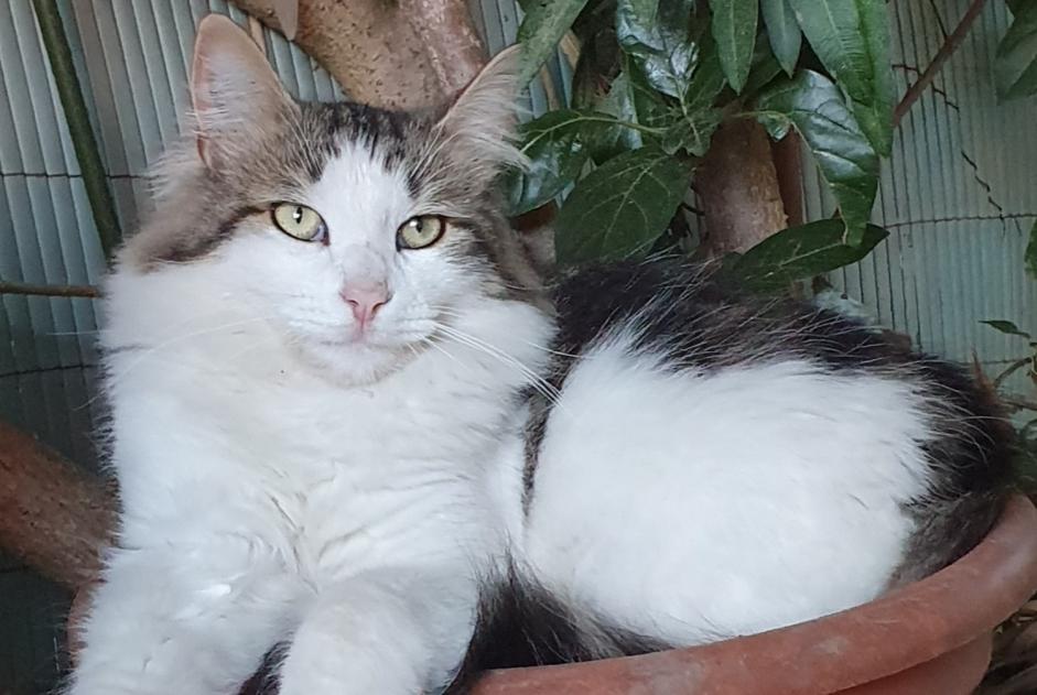 Vermisstmeldung Katze Männliche , 3 jahre Mouriès Frankreich