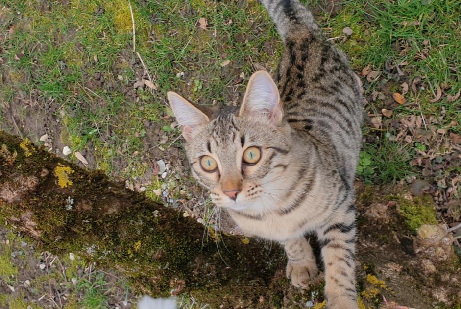 Vermisstmeldung Katze rassenmischung Weiblich , 1 jahre Lussy-sur-Morges Schweiz