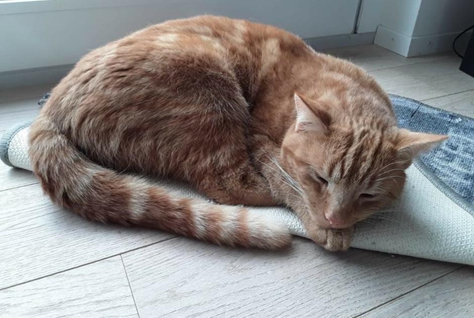 Vermisstmeldung Katze  Männliche , 8 jahre Delémont Schweiz