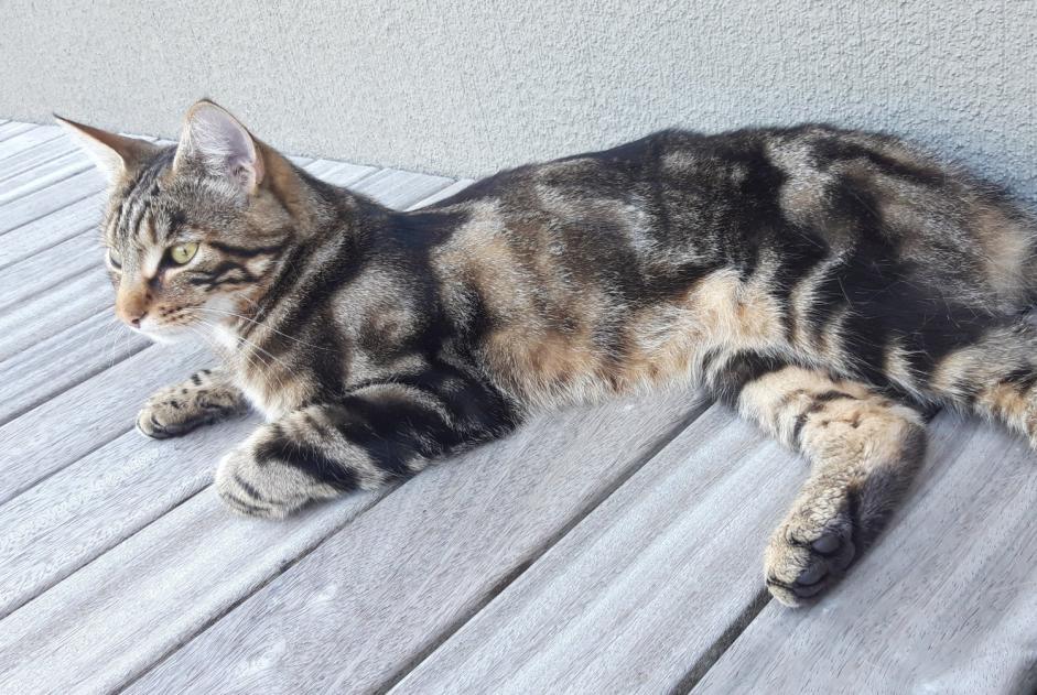 Vermisstmeldung Katze Männliche , 3 jahre Estavayer Schweiz