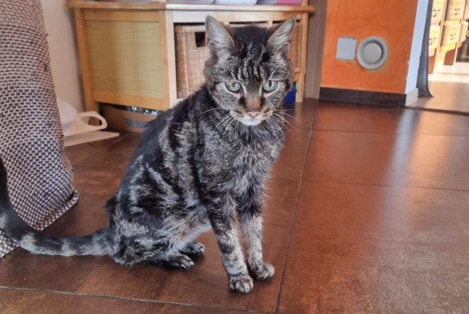 Discovery alert Cat miscegenation Unknown , 10 years Chamoson Switzerland