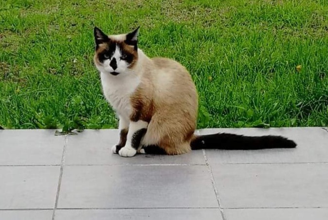 Disappearance alert Cat miscegenation Female , 8 years Damgan France