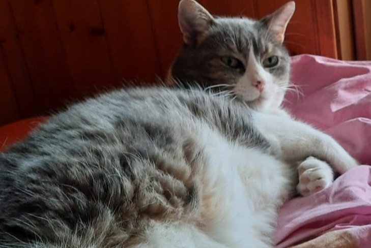 Disappearance alert Cat miscegenation Male , 9 years Champéry Switzerland