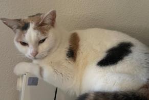 Disappearance alert Cat Female , 7 years Saint-André-de-Cubzac France