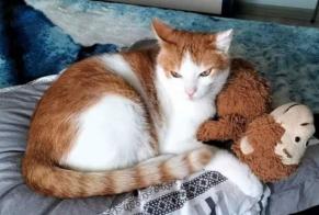 Disappearance alert Cat miscegenation Male , 11 years Saint-Laurent-sur-Mer France