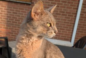 Disappearance alert Cat  Male , 2 years Charleroi Belgium