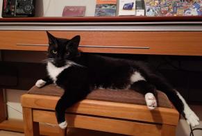 Disappearance alert Cat miscegenation Male , 6 years Chardonne Switzerland