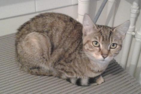 Disappearance alert Cat Female , 9 years Caudebec-lès-Elbeuf France