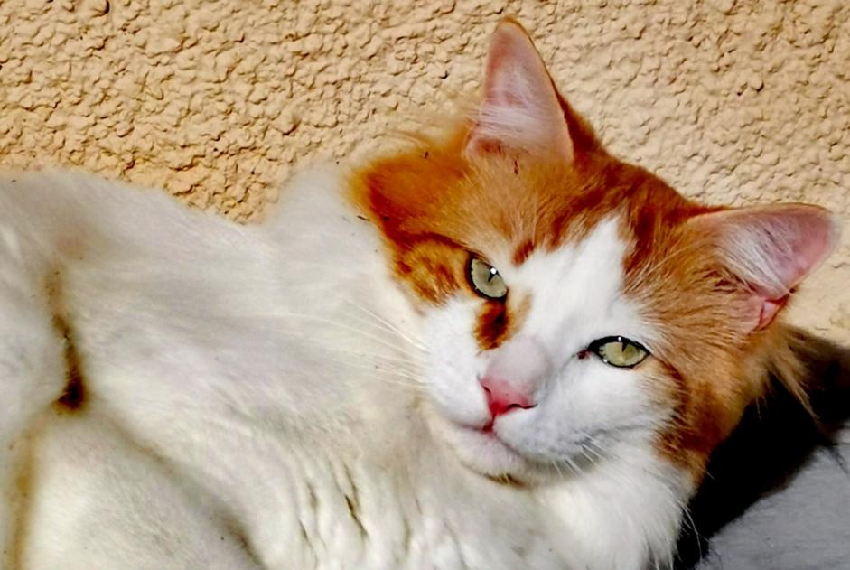 Disappearance alert Cat miscegenation Male , 6 years Chaville France