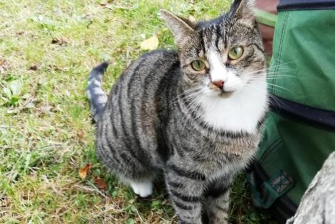 Disappearance alert Cat  Female , 5 years Niergnies France