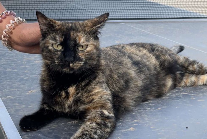 Disappearance alert Cat Female , 5 years Grasse France