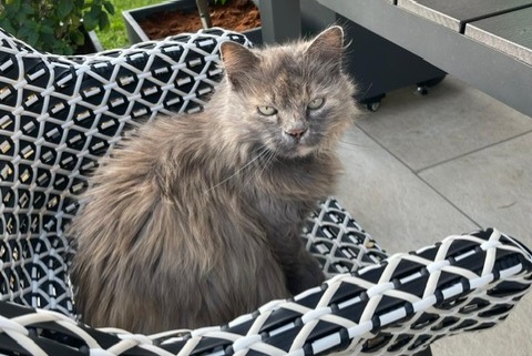 Disappearance alert Cat miscegenation Female , 15 years Oliva Spain