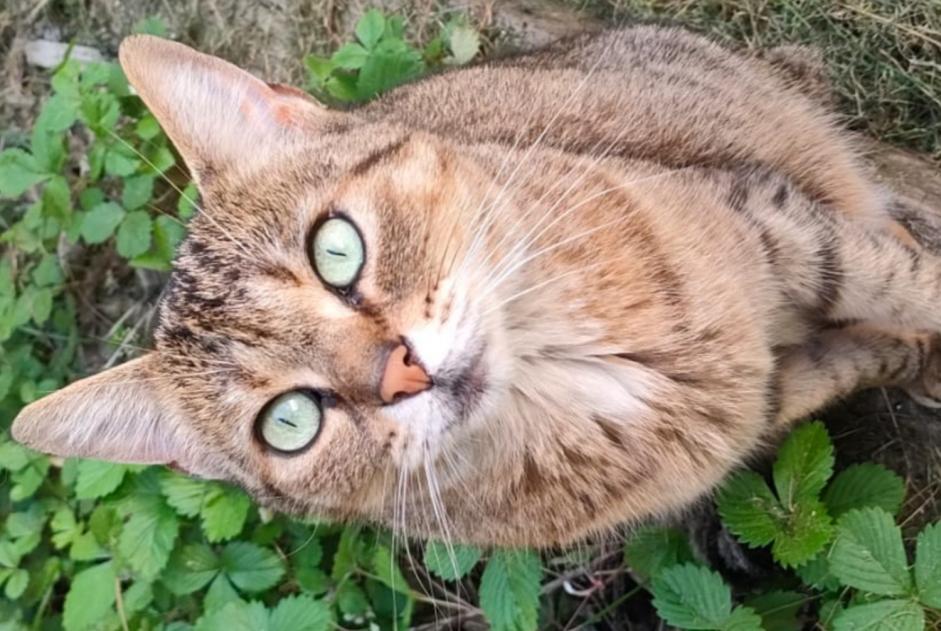 Disappearance alert Cat  Female , 6 years La Chartre-sur-le-Loir France