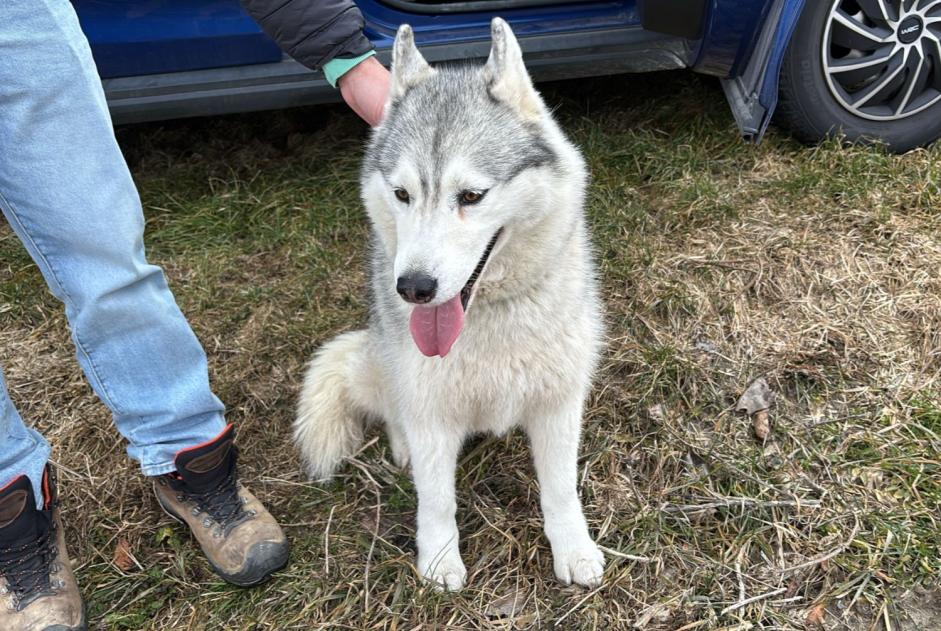 Discovery alert Dog  Unknown Martigny Switzerland