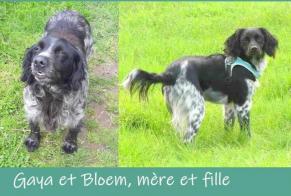 Disappearance alert Dog  Female , 6 years Comines-Warneton Belgium