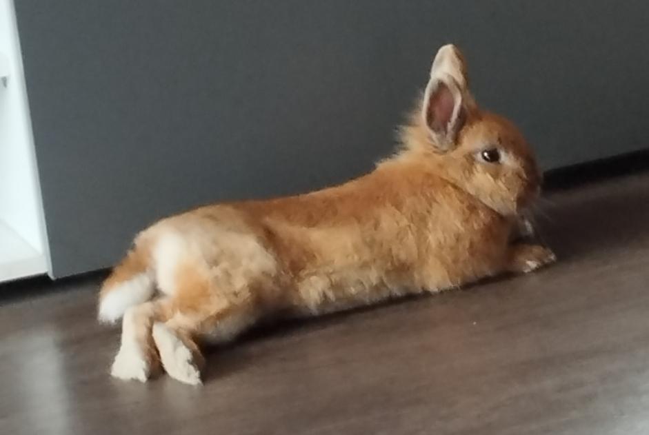 Disappearance alert Rabbit Male , 2025 years Villeneuve-d'Ascq France