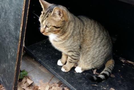 Alerta de Desaparición Gato Européen Macho , 10 años Mennecy Francia