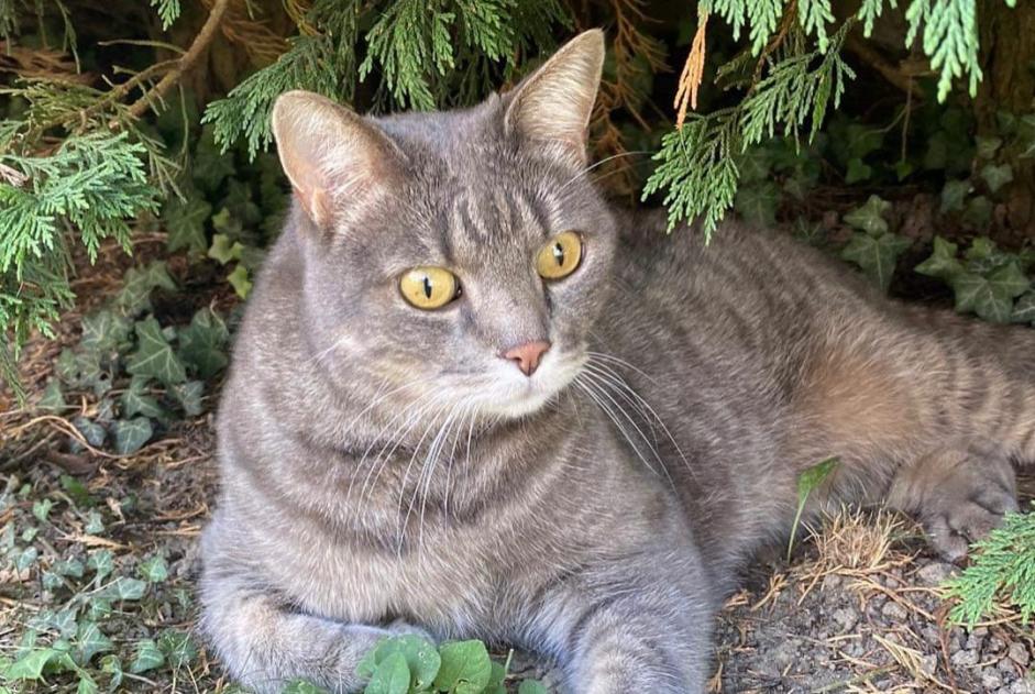 Alerta de Desaparición Gato Macho , 13 años Meyzieu Francia