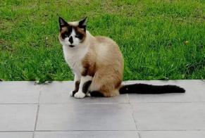 Alerta de Desaparición Gato cruce Hembra , 8 años Damgan Francia