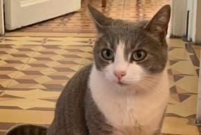 Alerta de Desaparición Gato  Hembra , 7 años Argeliers Francia