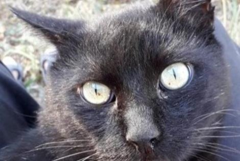 Alerta de Desaparición Gato Macho , 14 años La Devise Francia