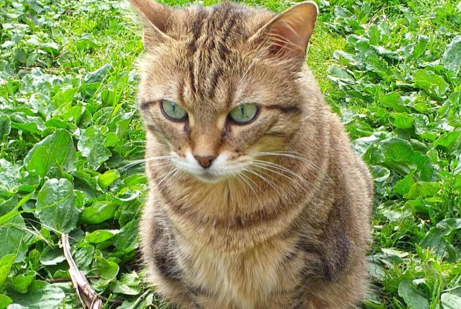 Alerta de Desaparición Gato Hembra , 9 años Estrées Francia