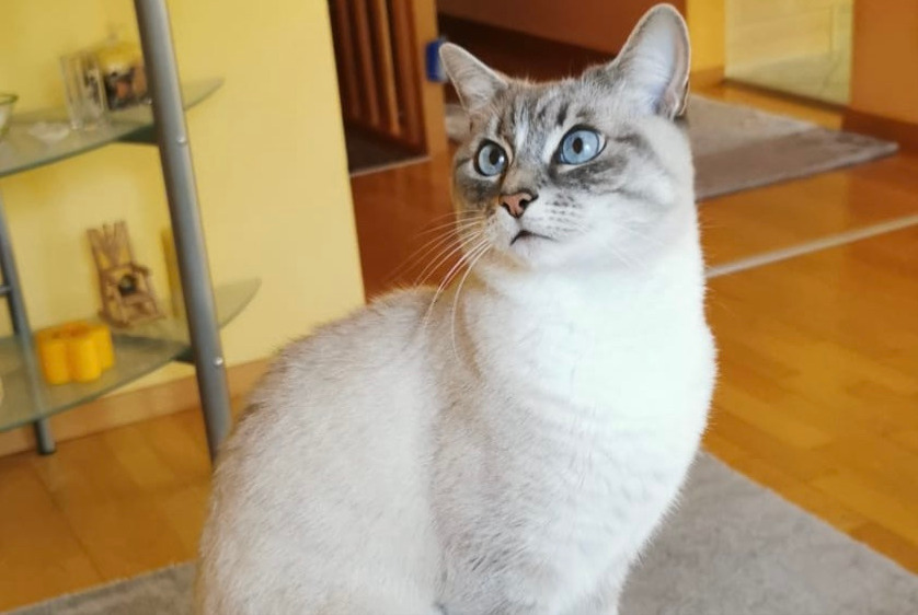 Alerta de Desaparición Gato cruce Hembra , 11 años Genève Suiza