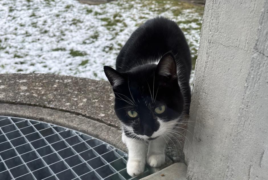 Alerta de Hallazgo Gato Desconocido , Entre 7 y 9 meses Fribourg Suiza