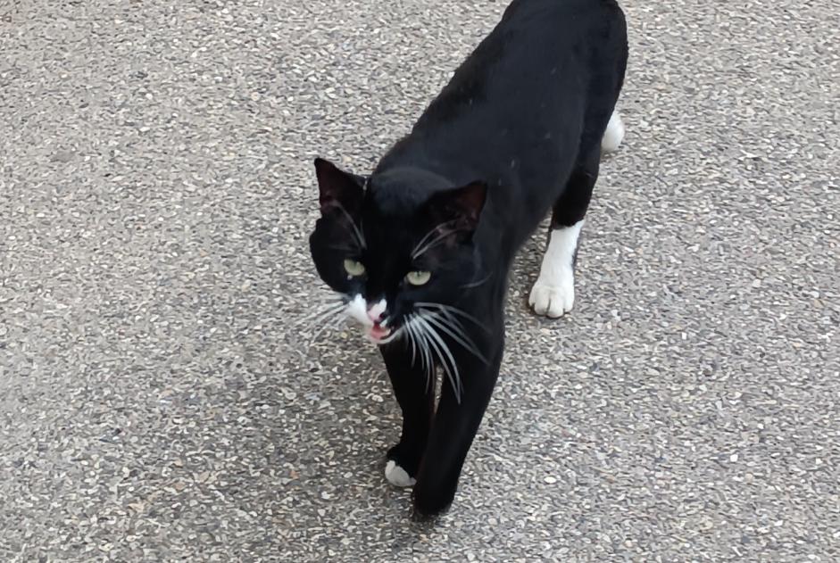 Alerta de Hallazgo Gato Desconocido Marseille Francia