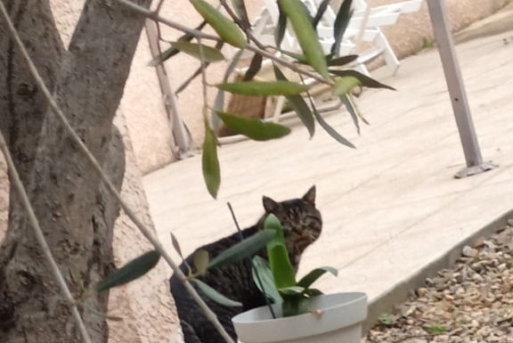 Alerta de Hallazgo Gato Desconocido Narbonne Francia