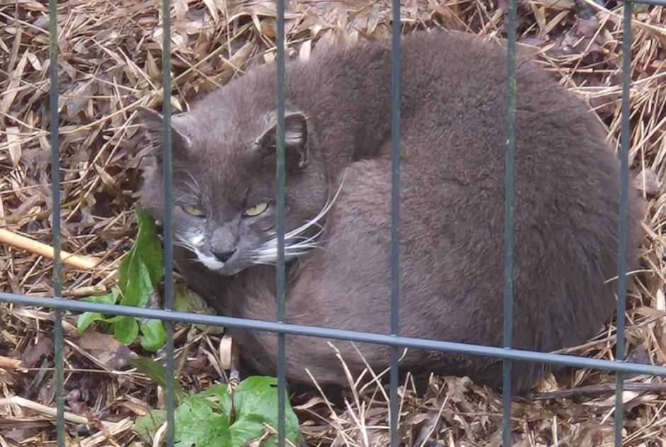 Alerta de Hallazgo Gato Desconocido Kervignac Francia