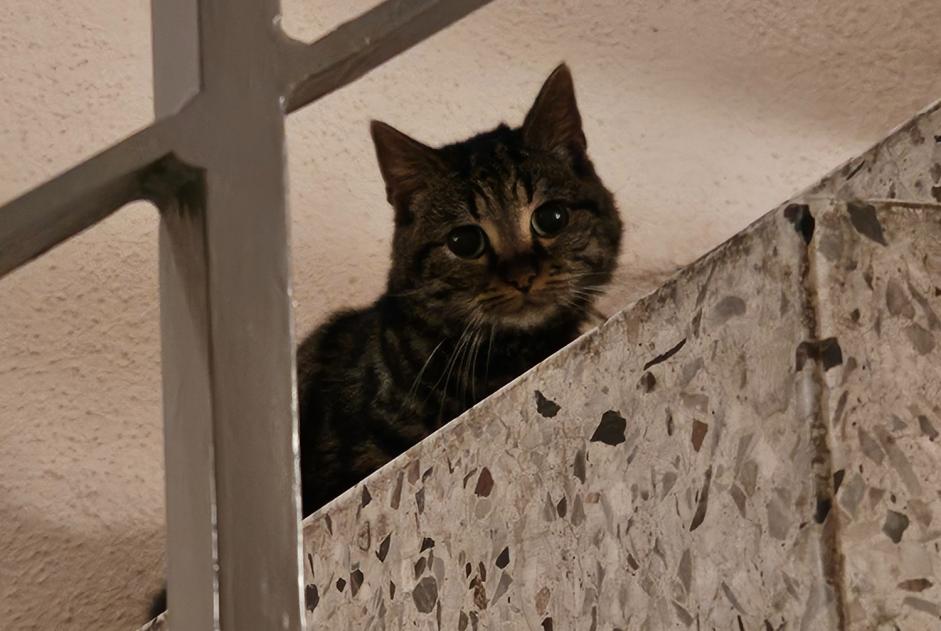 Alerta de Hallazgo Gato Desconocido Bienne Suiza