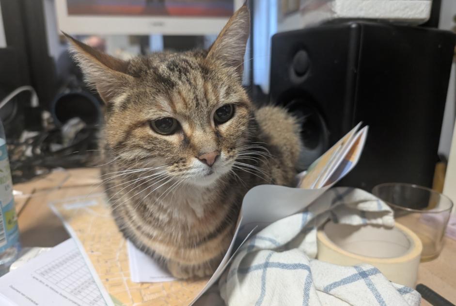 Alerta de Hallazgo Gato Desconocido Saintes Francia