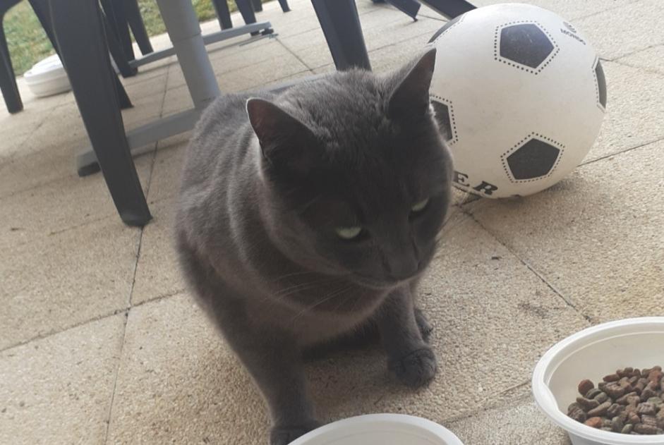 Alerta de Hallazgo Gato  Desconocido Chamarandes-Choignes Francia