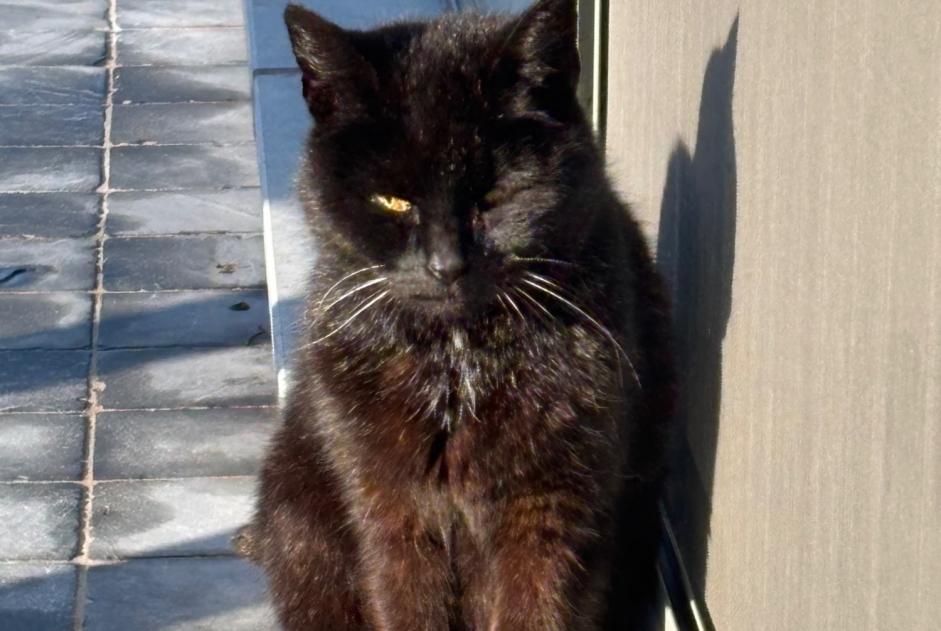 Alerta de Hallazgo Gato Desconocido Koksijde Bélgica