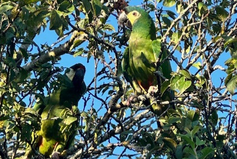 Alerta de Desaparición Pájaro Hembra , 3 años Boécourt Suiza