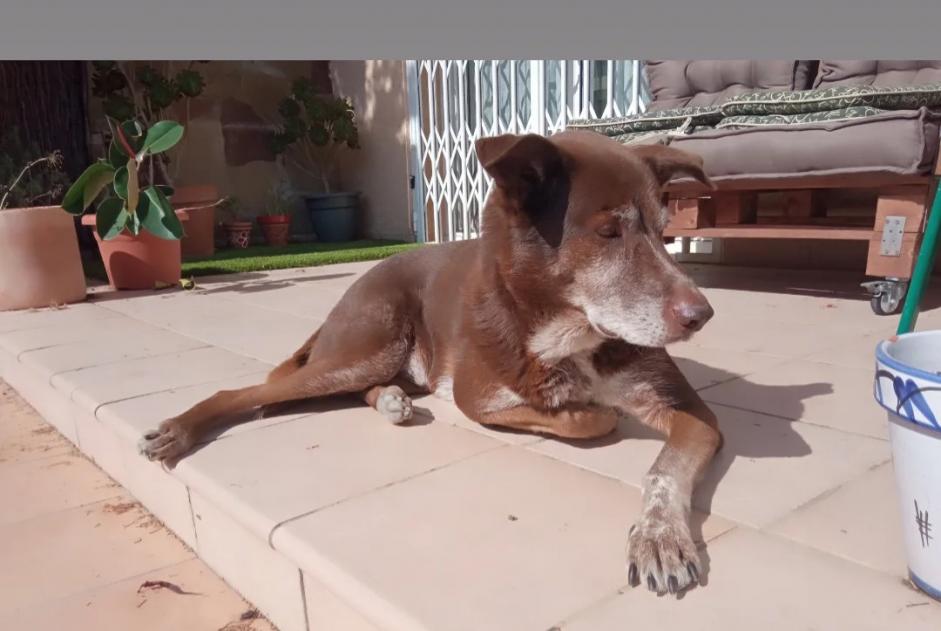 Alerta de Desaparición Perro cruce Macho , 10 años Collbató España