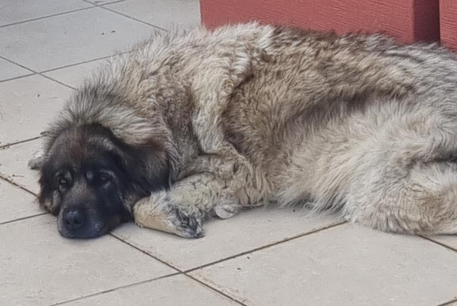 Alerta de Desaparición Perro  Hembra , 9 años Benisa España