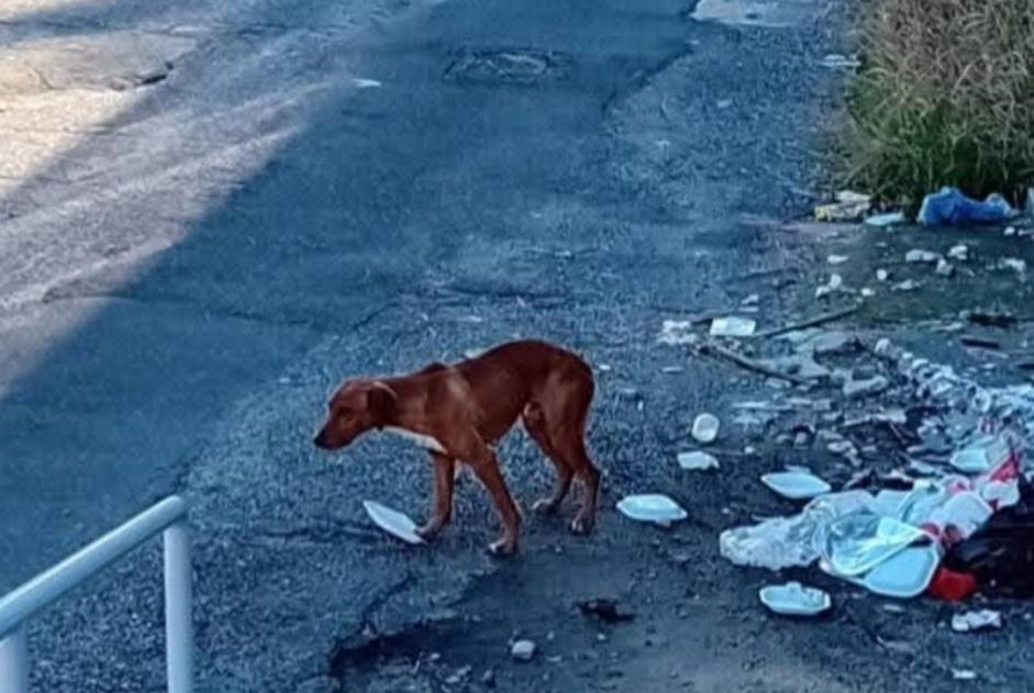 Alerta de Hallazgo Perro Desconocido Vadue Italia