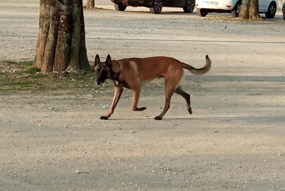 Alerta de Hallazgo Perro  Desconocido Romans-sur-Isère Francia