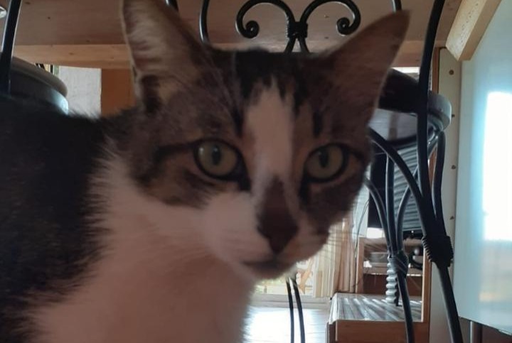 Alerte Disparition Chat  Mâle , 5 ans Pontchâteau France